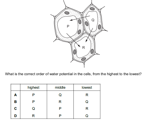 <p>The diagram shows three plant cells labelled P, Q and R. The arrows show the direction of water</p>
<p>movement by osmosis.</p>