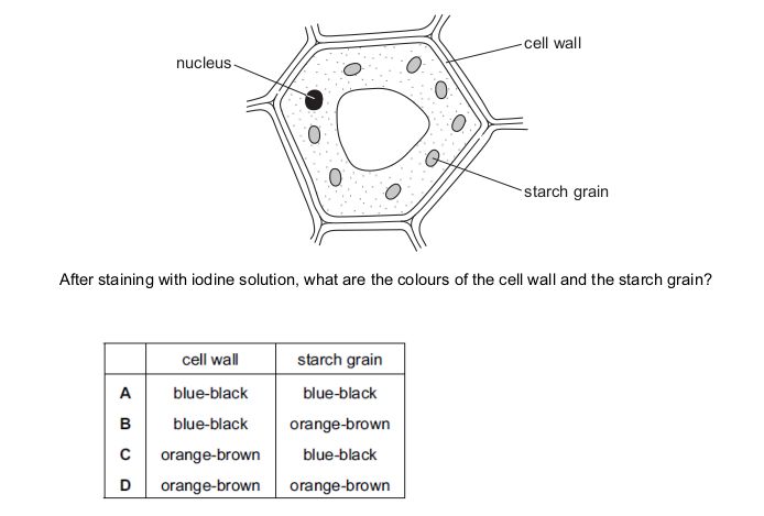 <p>The diagram shows a plant cell. The cell is stained with iodine solution.</p>