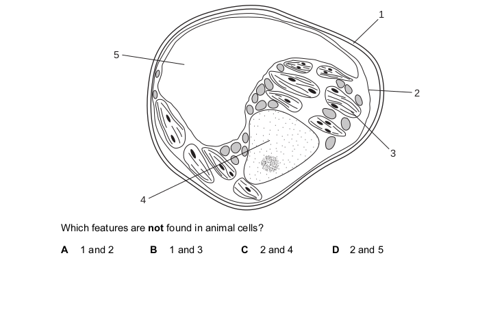 <p>The diagram shows a plant cell.</p>