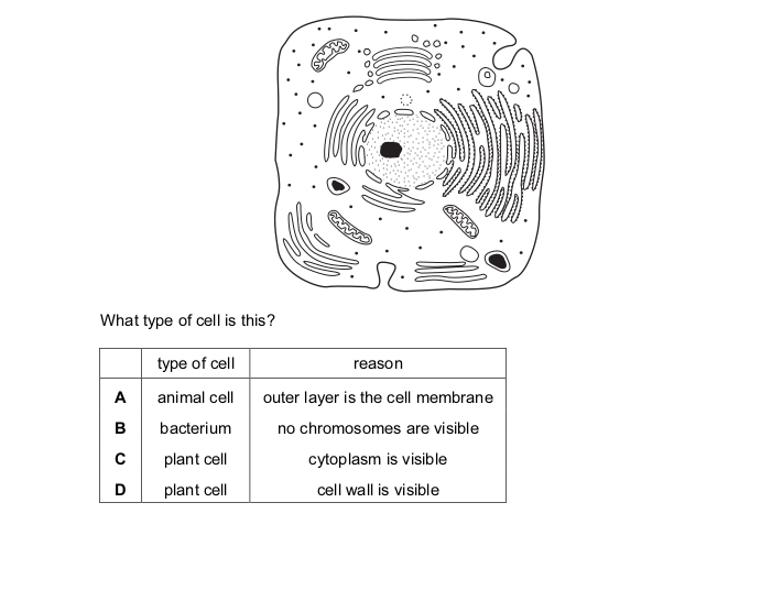 <p>The diagram represents a cell as seen under the electron microscope.</p>