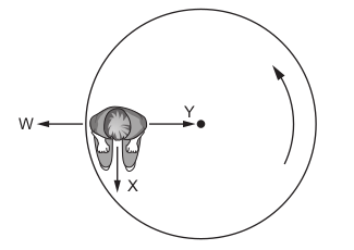<p>A boy sits on a playground roundabout (carousel). The roundabout carries the boy in a horizontal, anticlockwise circle at a constant speed.</p>
<p>The diagram shows the view of the roundabout from above. What describes the resultant force on the boy?</p>