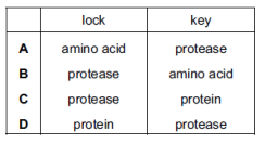 <p>Protease breaks down proteins into amino acids.</p>
<p>In the ‘lock and key’ hypothesis, what is the lock and what is the key?</p>