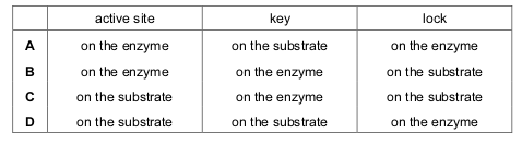 <p>In an enzyme action, where is the active site and where are the lock and the key?</p>
