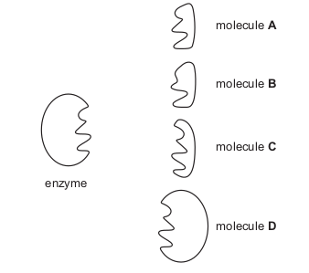 <p>The diagram represents an enzyme and four molecules, A, B, C and D.</p>
<p>Which molecule is the substrate of this enzyme?</p>