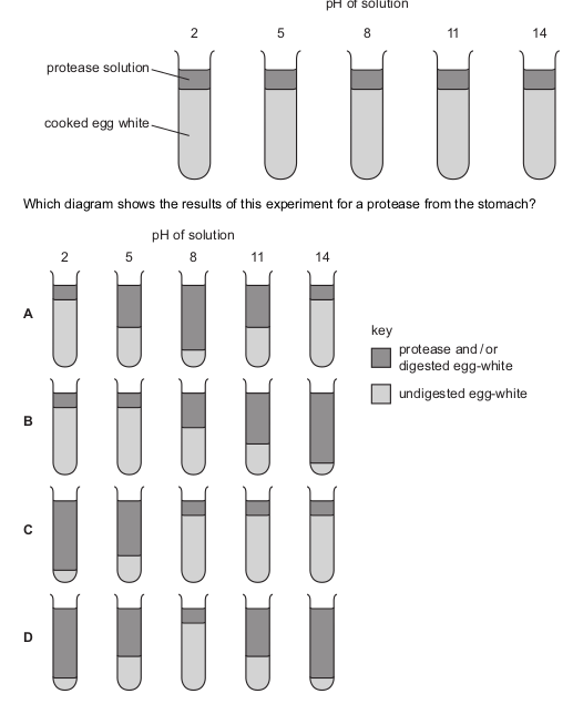 <p>Five tubes containing cooked egg-white are set up as shown. Protease solutions of different pH are added to each tube.</p>