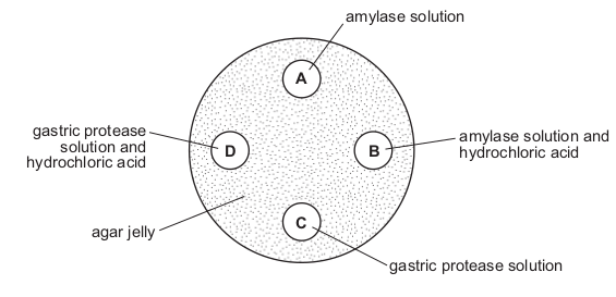 <p>A dish is filled with agar jelly containing starch. Four holes are cut in the jelly and each hole is</p>
<p>filled as shown.</p>
<p>After 30 minutes, which hole will be surrounded by the largest area without starch?</p>