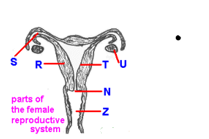 <p>Which part corresponds to the cervix?</p>