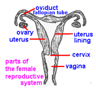 <p>Where does the embryo develop into the foetus?</p>