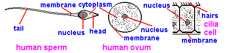 <p>The diagram above shows the main features of the human female sex cell (egg or ovum), the male sex cell (sperm) and a ciliated cell (with hairs or cilia). Which part of the sperm cell encloses all the cytoplasm?</p>