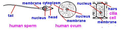 <p>The diagram above shows the main features of the human female sex cell (egg or ovum), the male sex cell (sperm) and a ciliated cell (with hairs or cilia). Which part of the sperm cell controls what it does?</p>