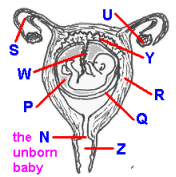 <p>Which part corresponds to the uterus wall (womb)?</p>