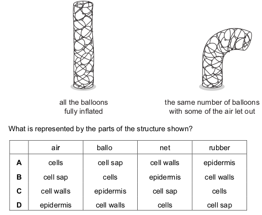 <p>The diagrams show a cylindrical net packed with rubber balloons full of air. The structure is used by a teacher to explain wilting.</p>