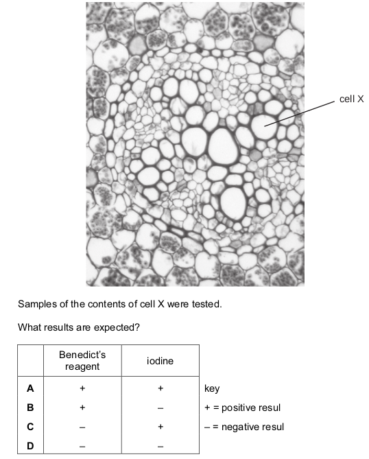 <p>The photomicrograph shows part of a section of a plant.</p>