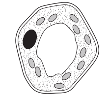 <p>The diagram below shows one type of plant cell.</p>
<p>What type of cell is it?</p>