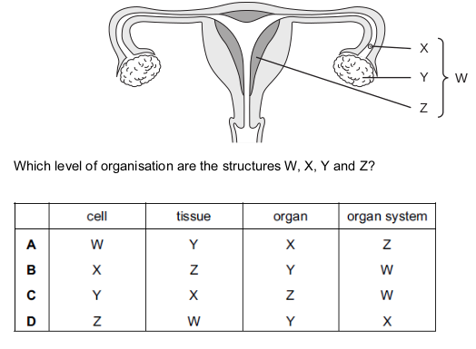 <p>The diagram shows the female reproductive system.</p>