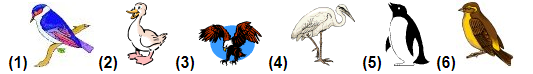 <p>The bird pictures (1) to (6) are not to scale. All organisms have evolved to have features or 'adaptations' which help them survive in their habitat. Which of the following descriptions matches bird (3)?</p>