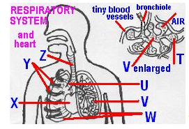 <p>Which matches the trachea (windpipe)?</p>