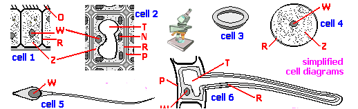 <p>In which part of a flowering plant will you find cells like cell 6?</p>