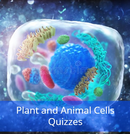 Plant and Animal Cells Quizzes