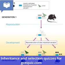 Inheritance and selection quiz