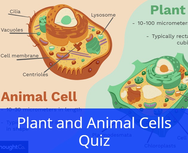 Plant and Animal Cells Quiz