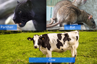 <p>Which of the following animals is a carnivore?</p>