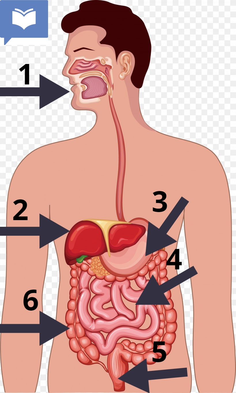 <p>What happens in the mouth, part 1 during digestion?</p>