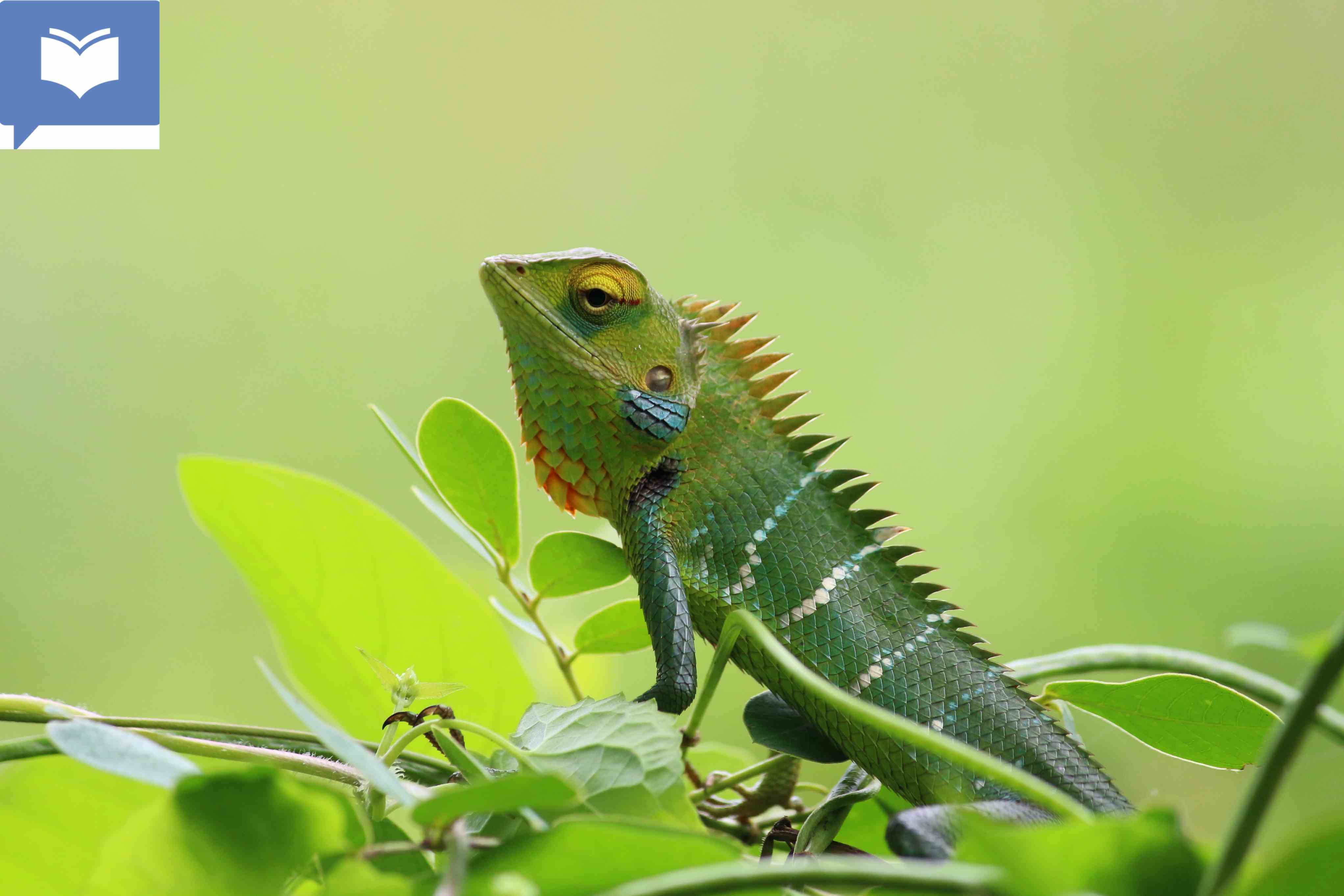 <p>Some animals like lizards usually adapt in their environment in a number of ways, one of these ways is by ______.</p>