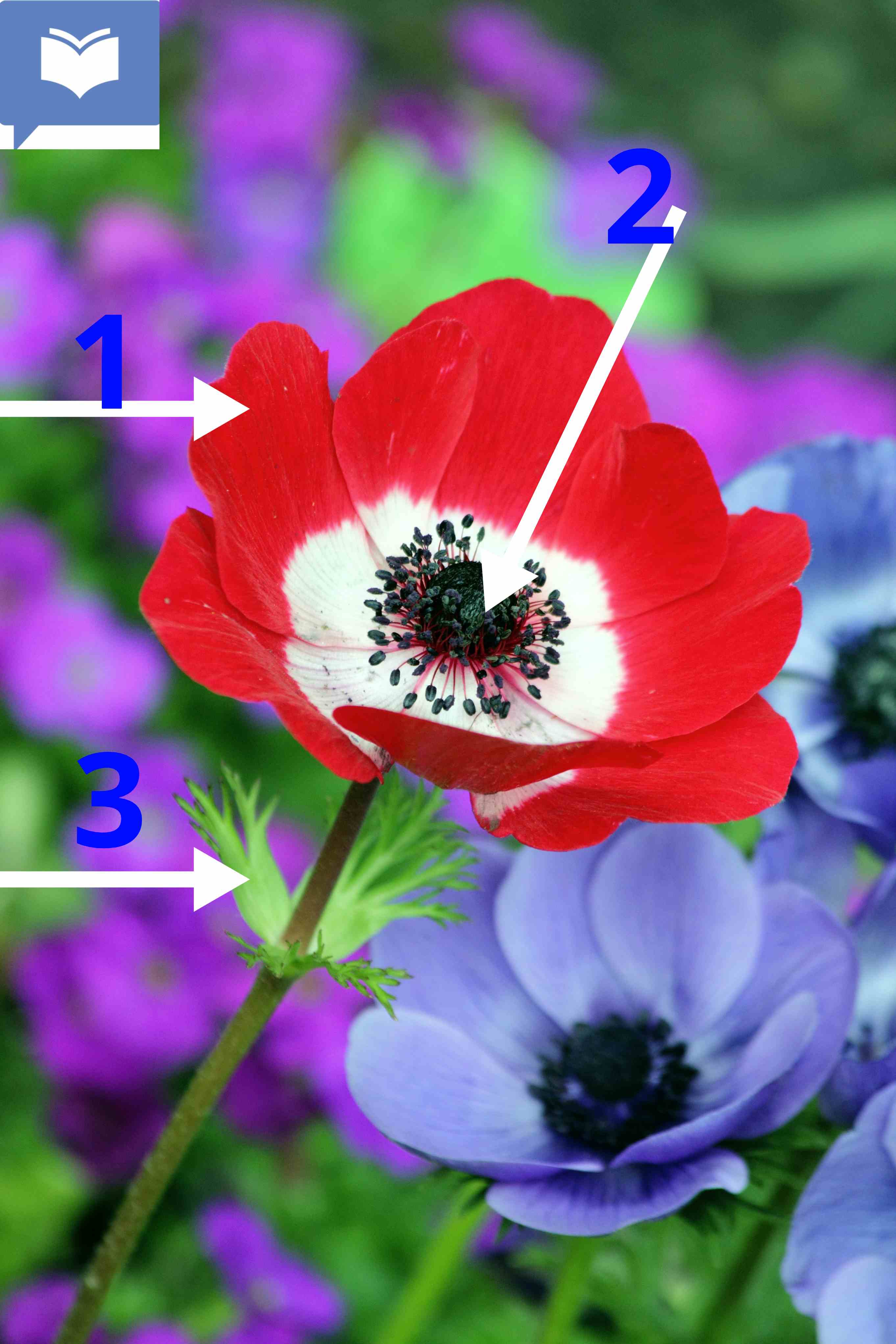 <p>Below is a poppy, what does the red part labelled 1 represent during the remembrance day?</p>
