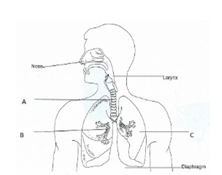 <p>Label the parts of the human respiratory system.  </p>